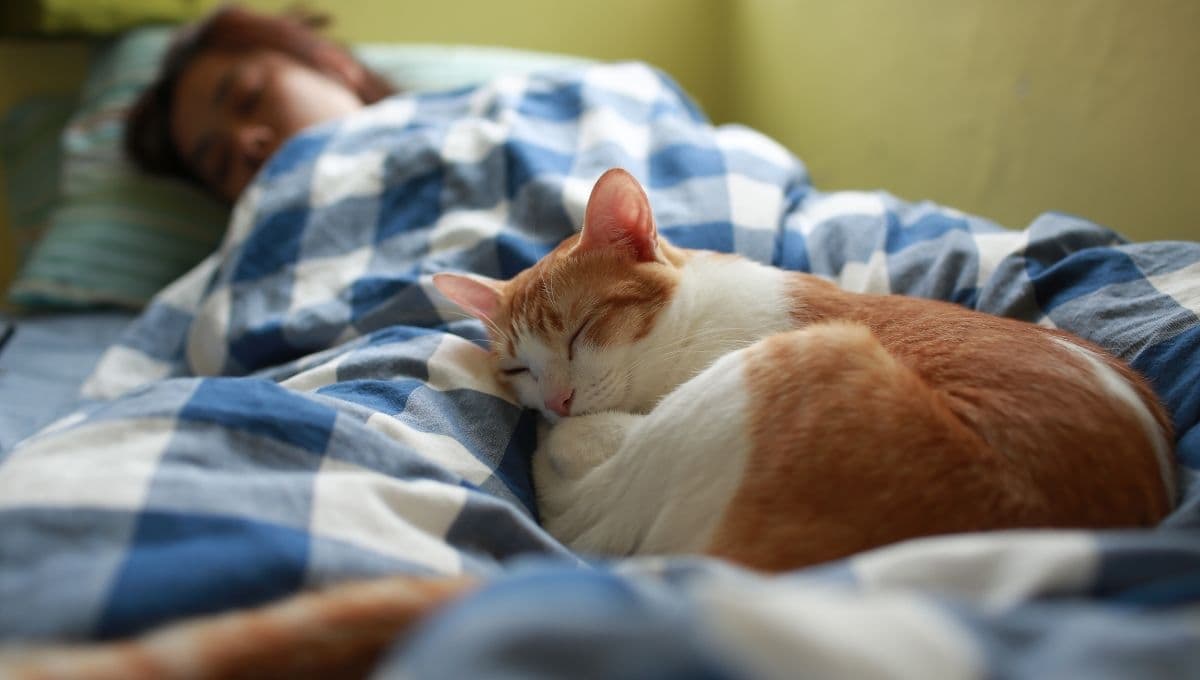Esto es lo que hace un gato cuando su dueño está enfermo