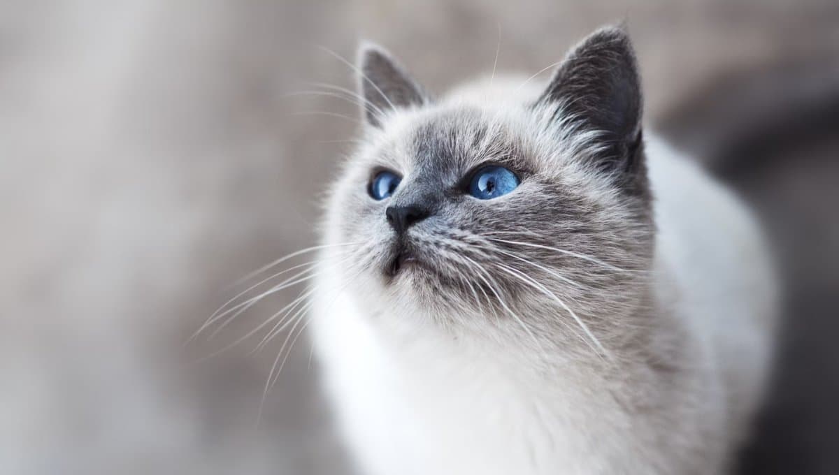 10 nombres para gatos grises: originales y elegantes