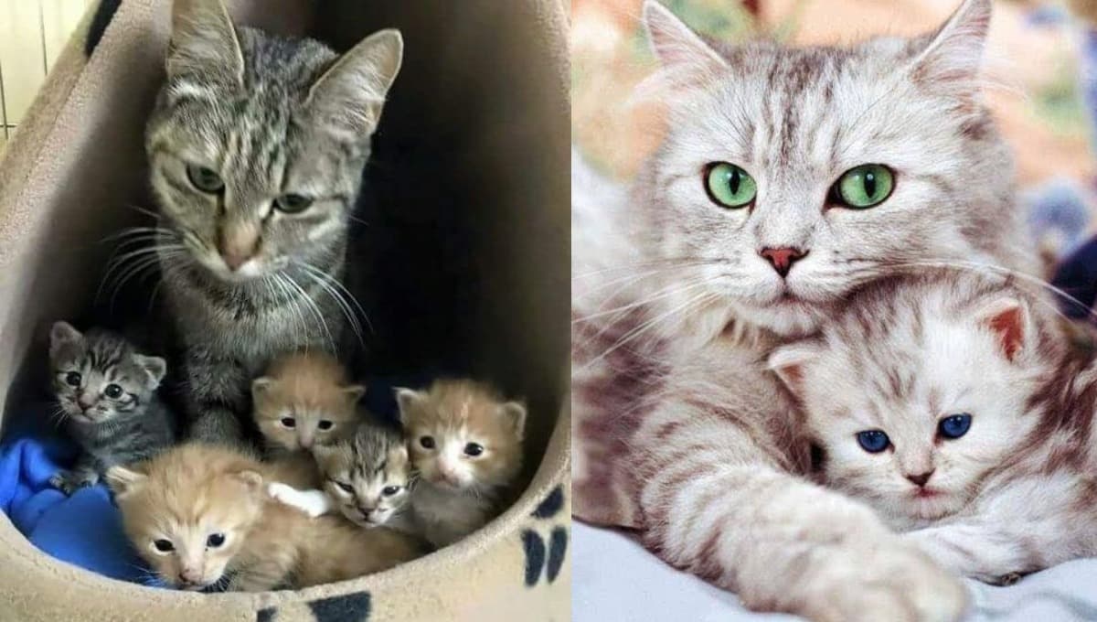 ¿Cómo evitar que mi gata cambie de lugar a sus gatitos?