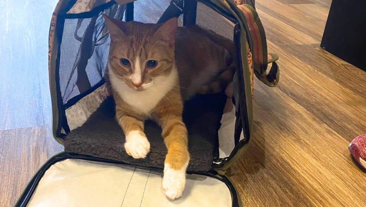 Tras no ser adoptado, gato crea plan para encontrar un hogar y funcionó