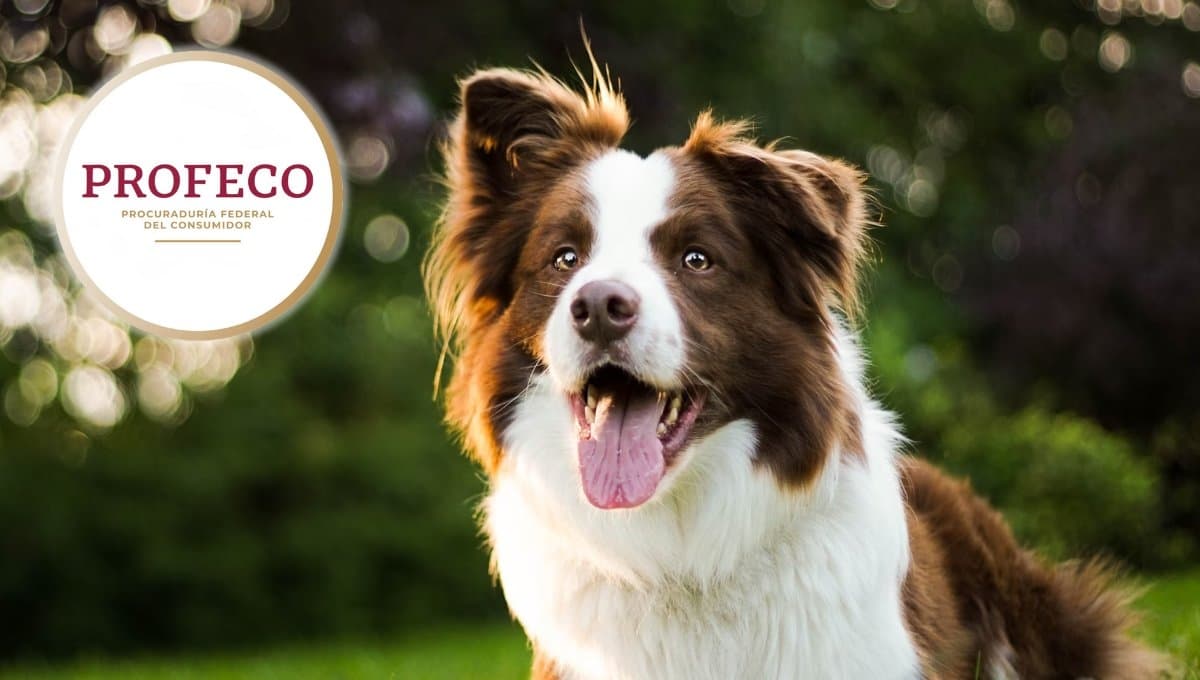 Nadie las compra, pero son las mejores croquetas para perro según Profeco