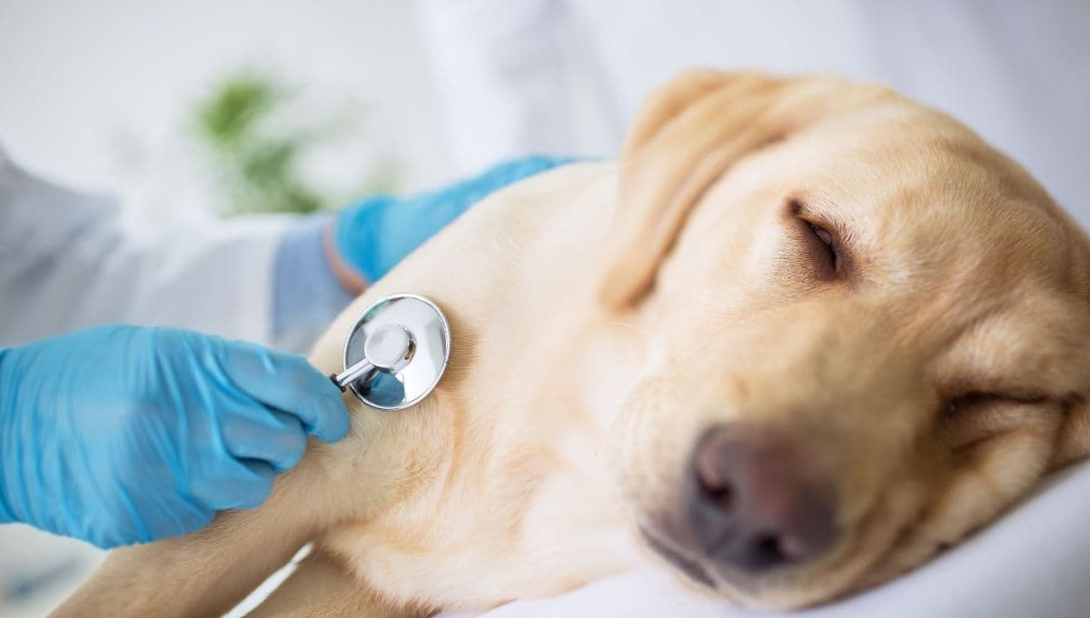 ¿Qué hacer si a mi perro tiene síntomas de gripe?