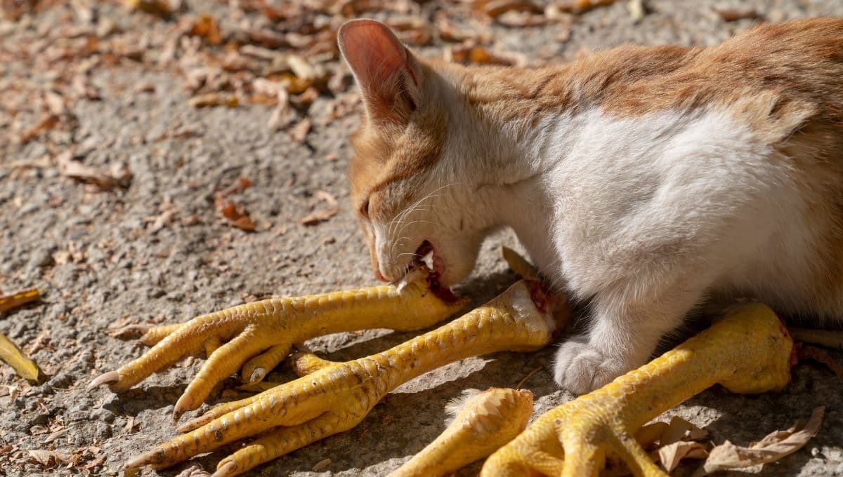 Los beneficios de las patas de pollo para tu gato