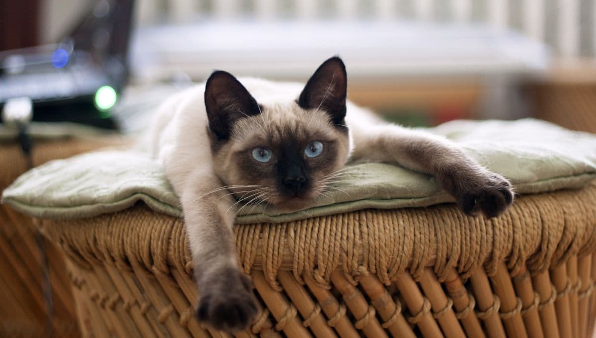 Los beneficios de tener un gato macho en casa