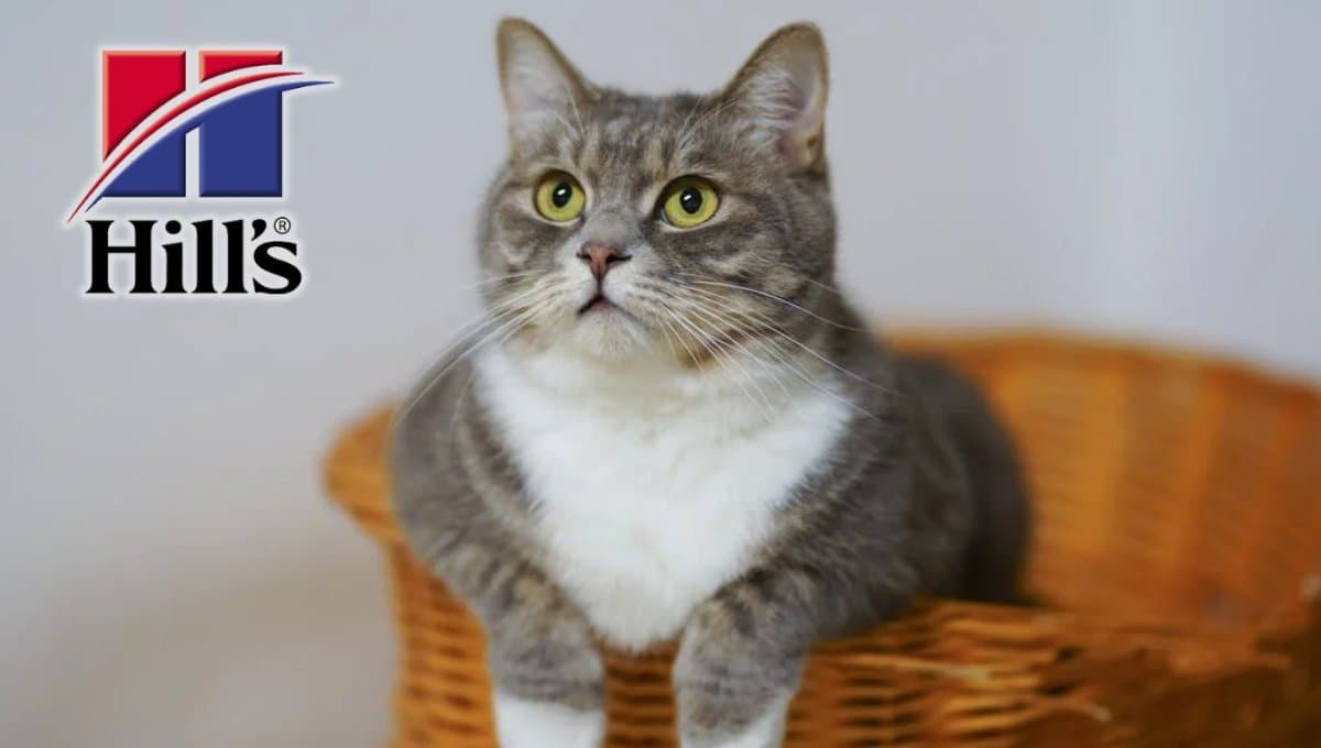 Amazon pone a precio de regalo el alimento Hill’s para gato