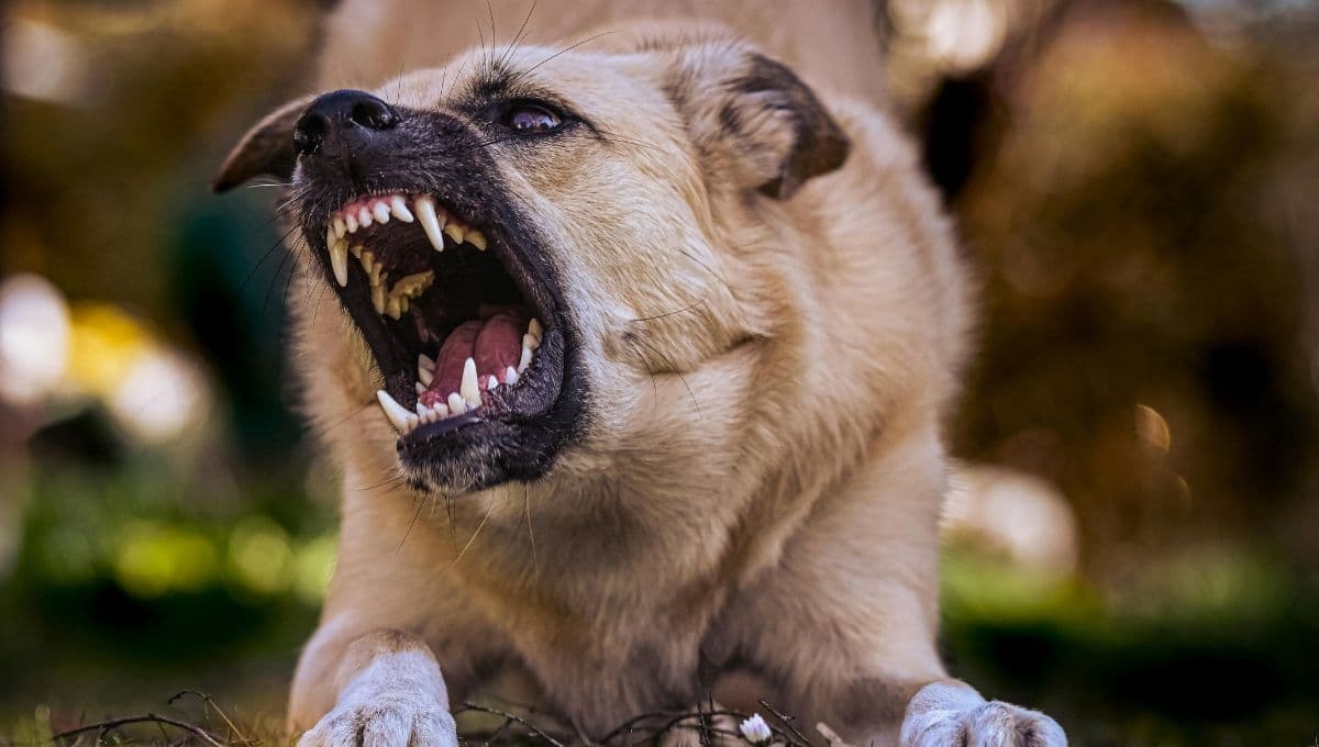 ¿Cuáles son las 5 razas de perros más agresivas?