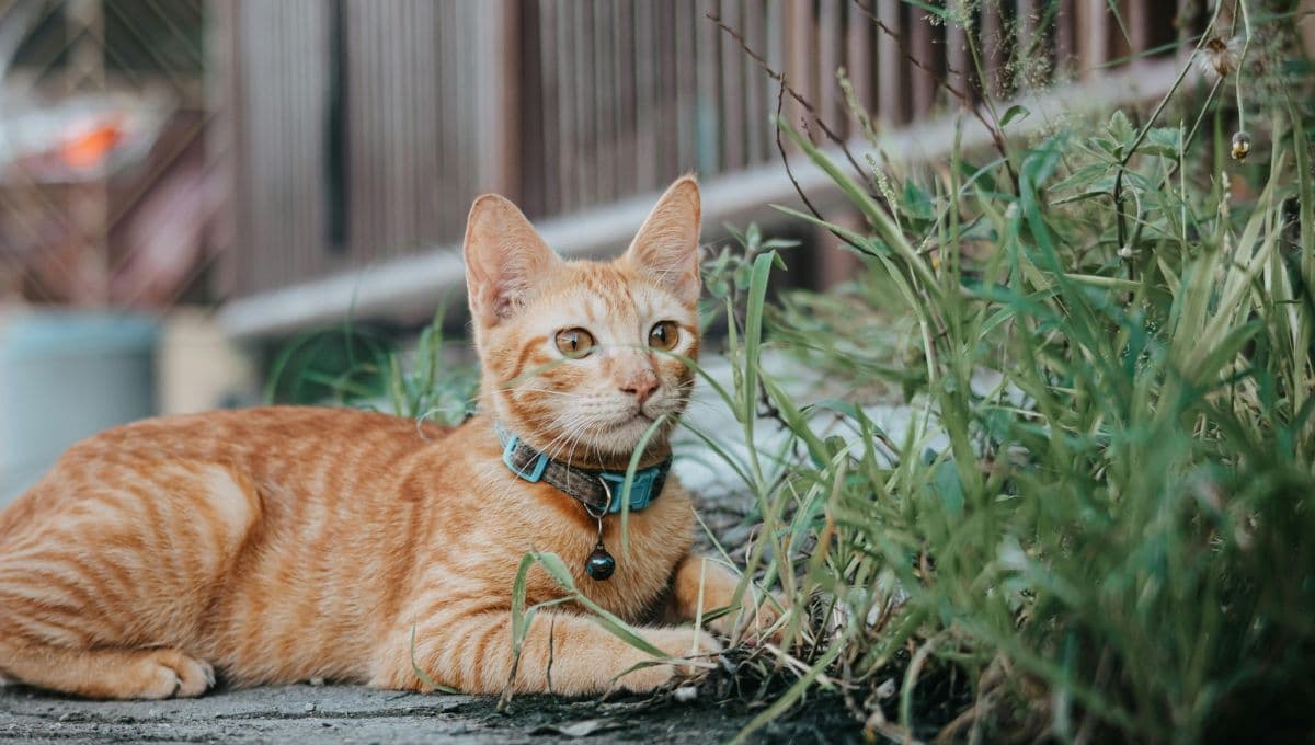 El collar antipulgas para gatos que puedes hacer en casa con solo dos ingredientes