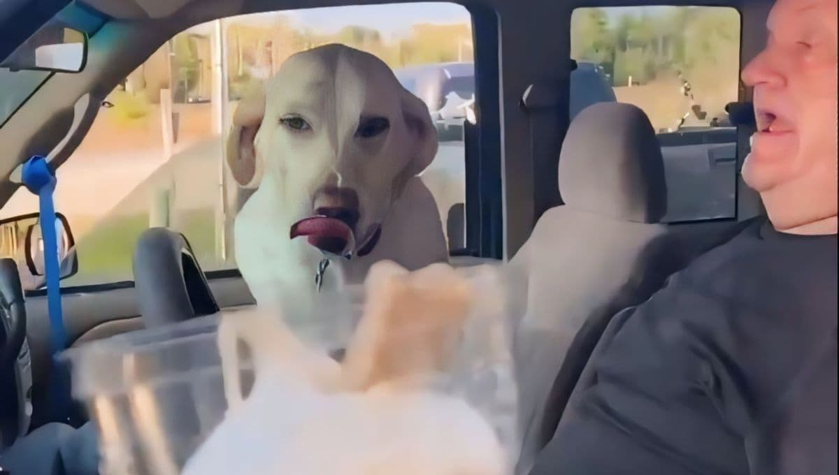VIDEO: Perro tiene la mejor reacción tras probar por primera vez el helado