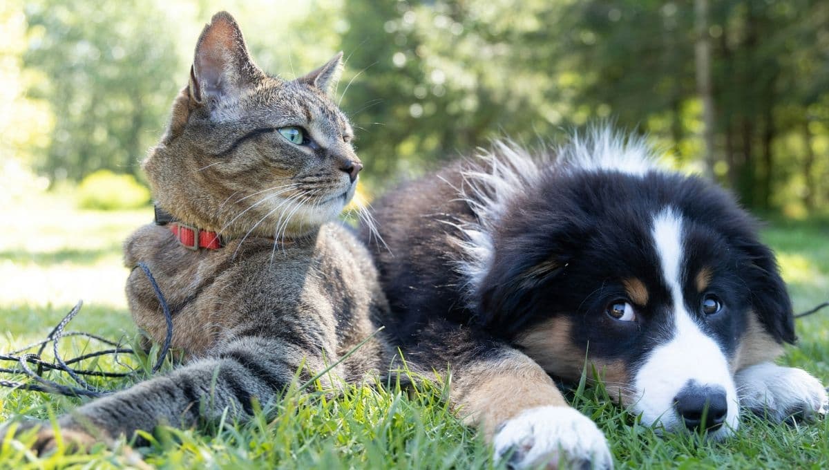 Nueva ley busca prohibir cortar orejas a los perros y mejores condiciones en refugios