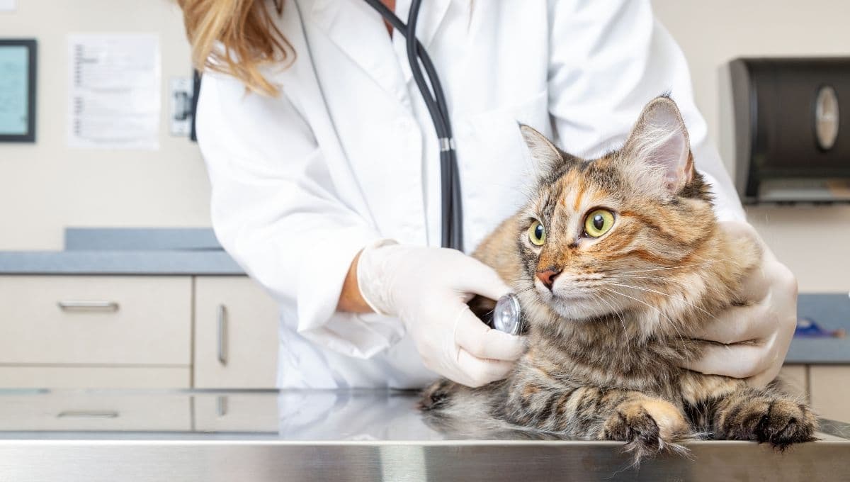 ¿Qué hacer si mi gato tiene una herida abierta?