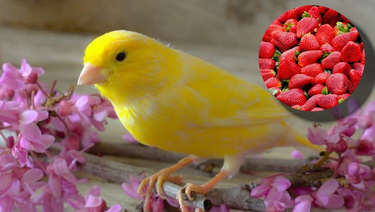 ¿Qué frutas y verduras le puedo dar de comer a mi canario?