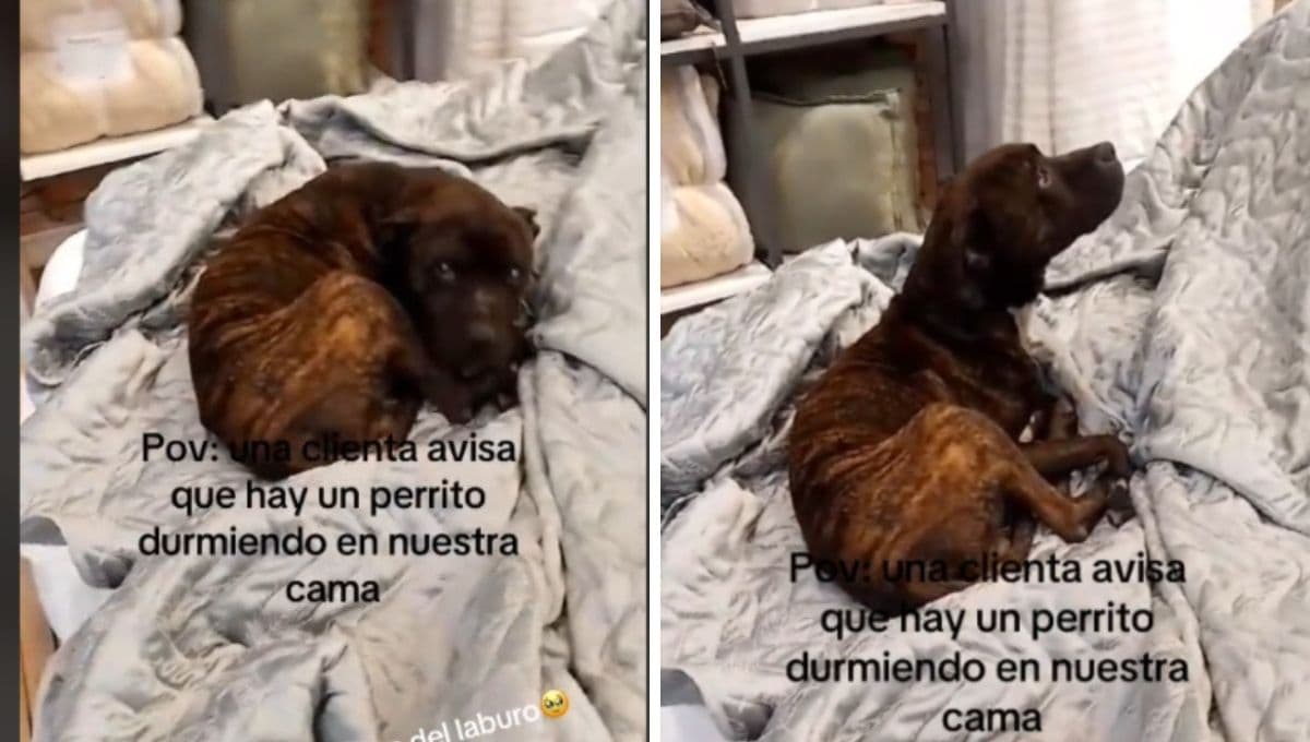 Perro se refugia en una tienda de colchones y así lo recibió