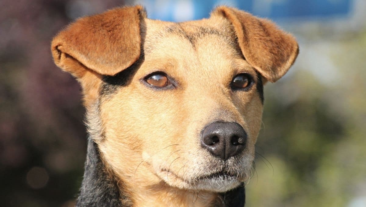 Estudio revela que los perros tienen un extraño don que pocos conocen