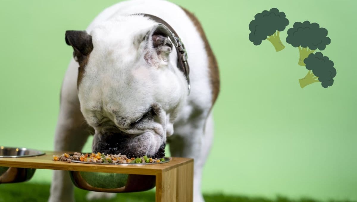 3 verduras que puedes darle de comer a tu perro