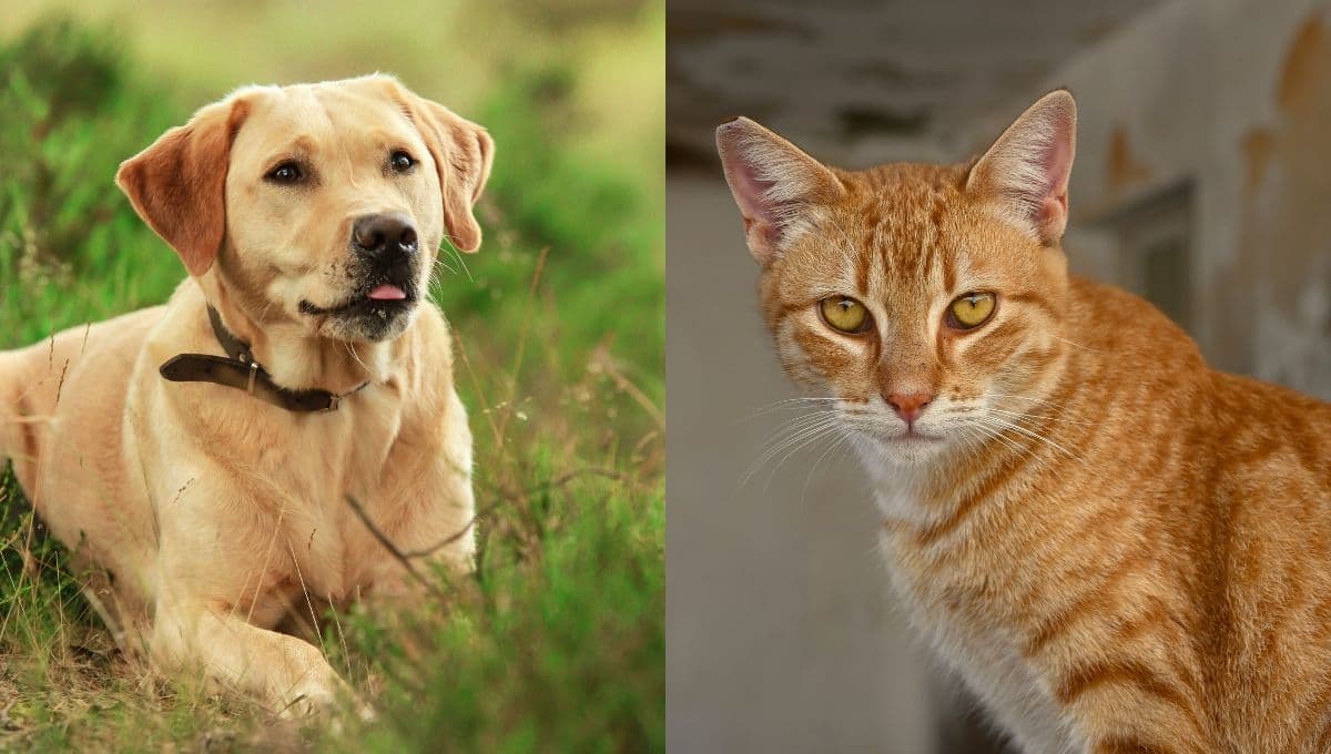 Lánzate al Festival Patitas y Garritas: vacunas, esterilización y más para perros y gatos