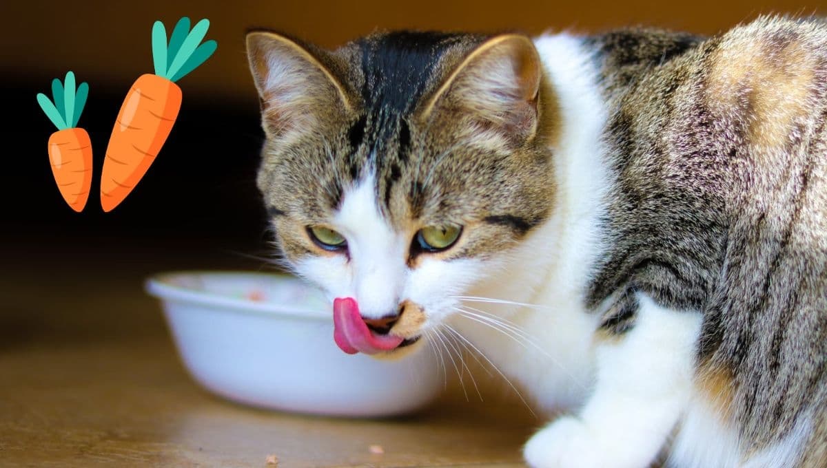 La manera correcta de alimentar a un gato adulto
