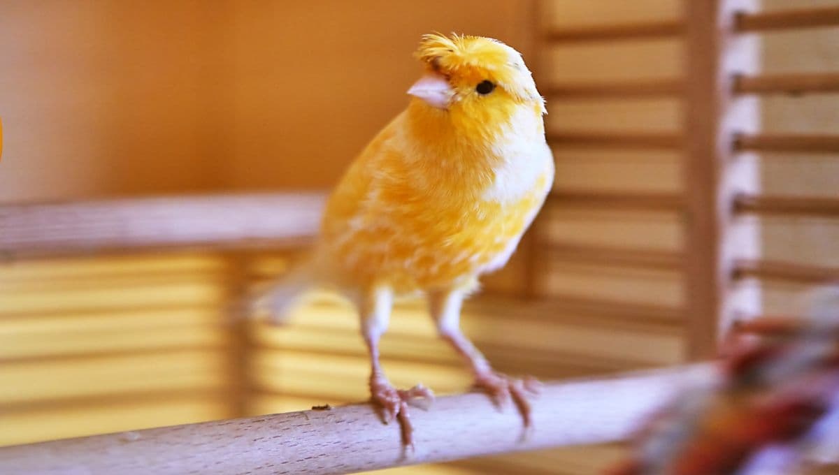 5 pasos para cuidar a un canario como mascota