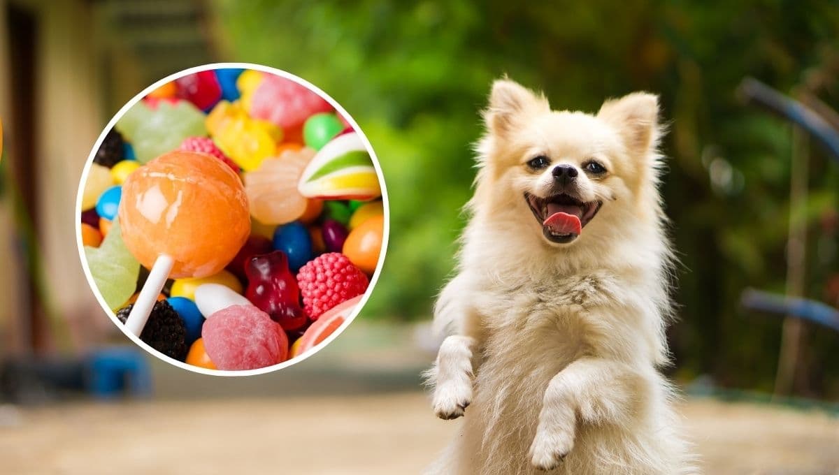 Las consecuencias que tu perro coma dulces
