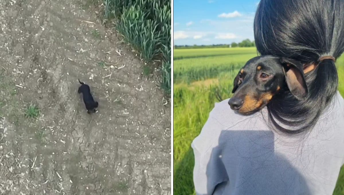 La historia de una perrita perdida que fue encontrada con un dron