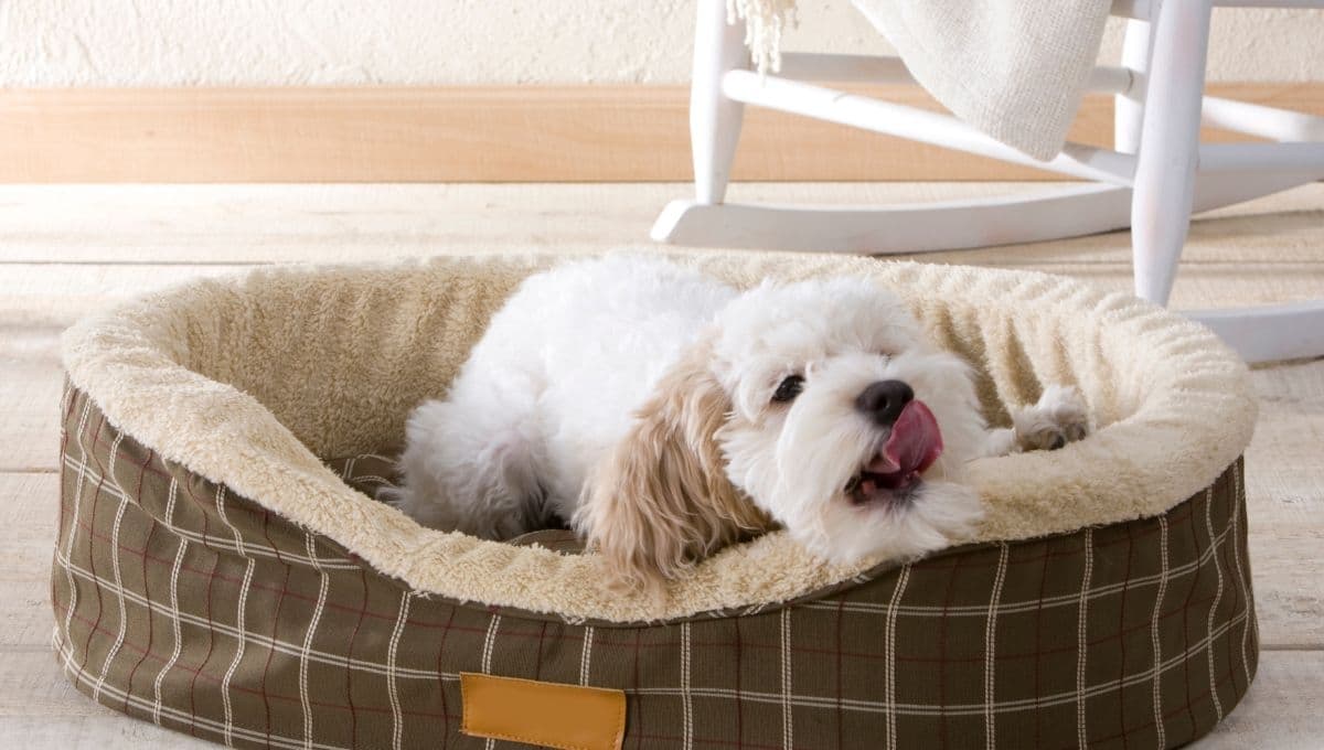 ¿Por qué los perros rascan la cama, según la psicología canina?