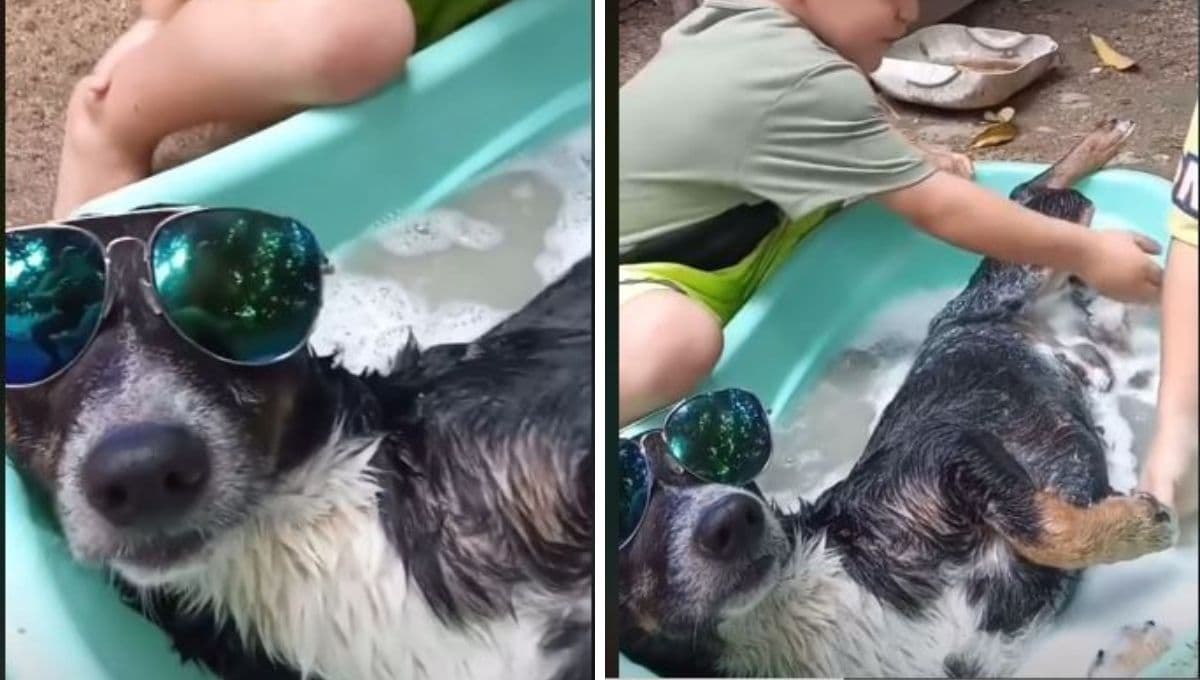 Niños hacen el mejor tutorial para bañar a un perro: VIDEO