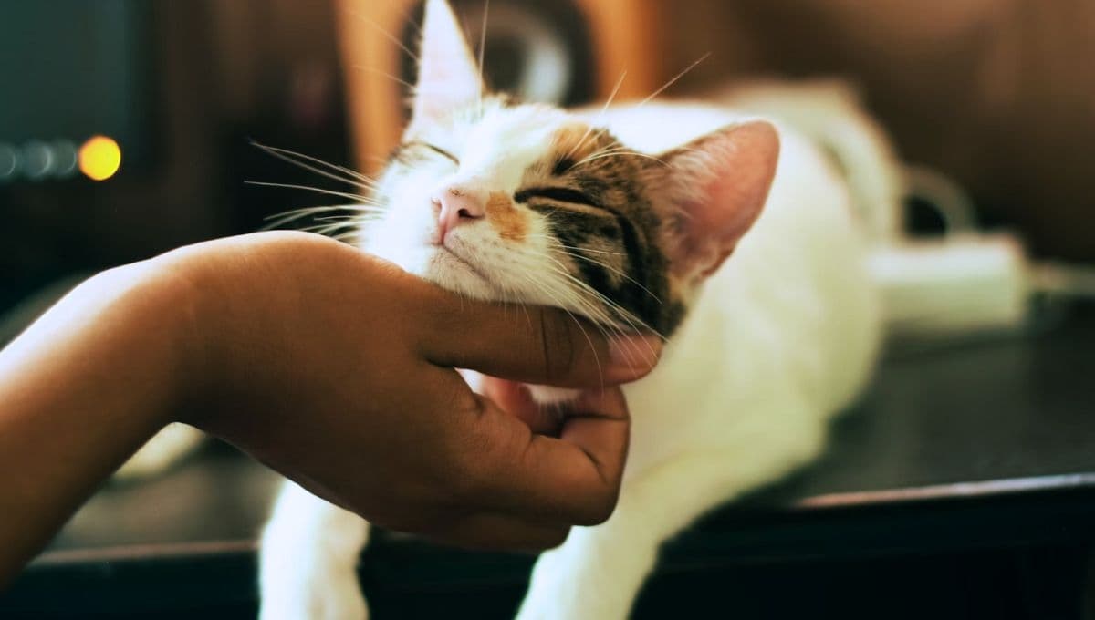 Los beneficios de tener una gata hembra en casa