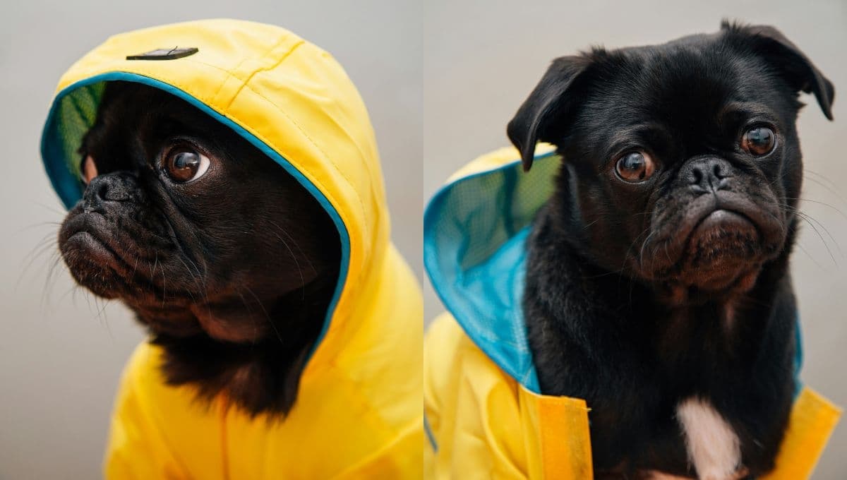 El impermeable para perro casero hecho con una bolsa de plástico: paso a paso