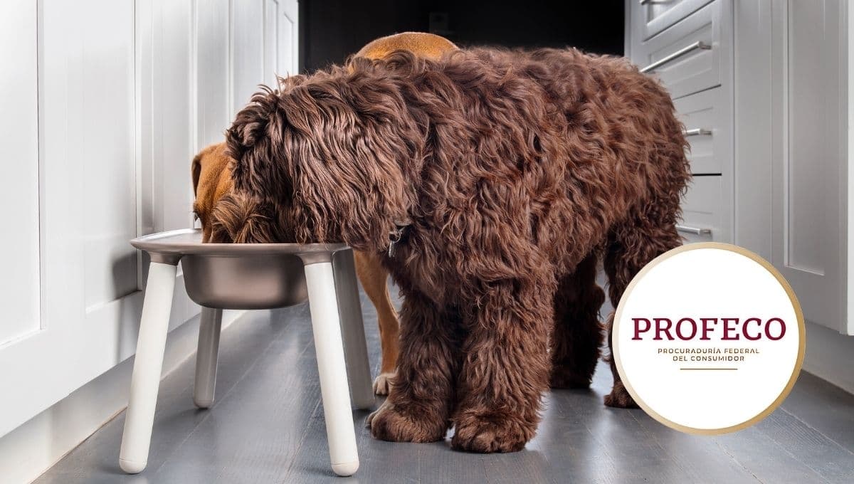 Casi nadie las compra, pero es una de las marcas de croquetas para perros con más nutrientes