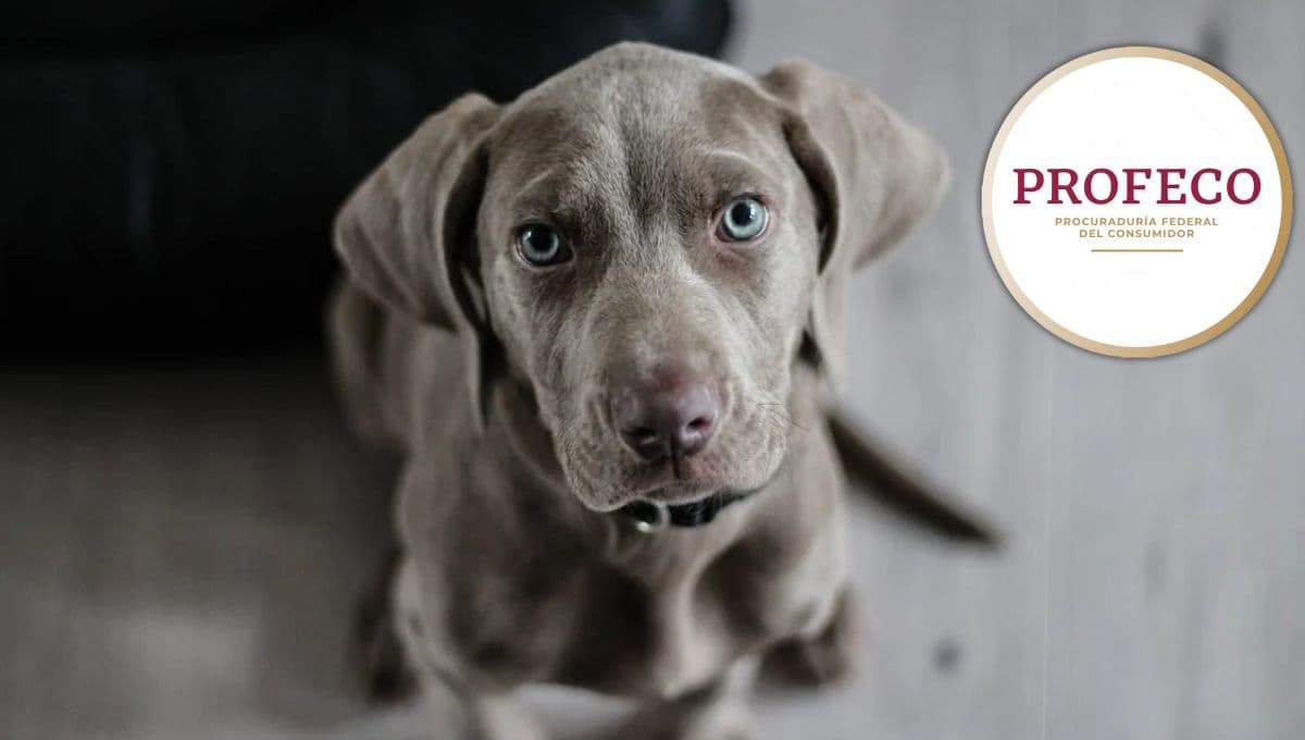 Las croquetas desconocidas pero con mucha proteína para perro, según Profeco