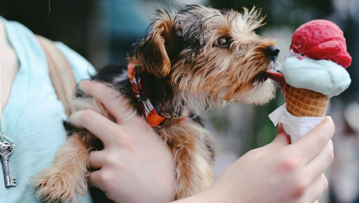 Prepara bocaditos de yogur para tu perro: Receta completa
