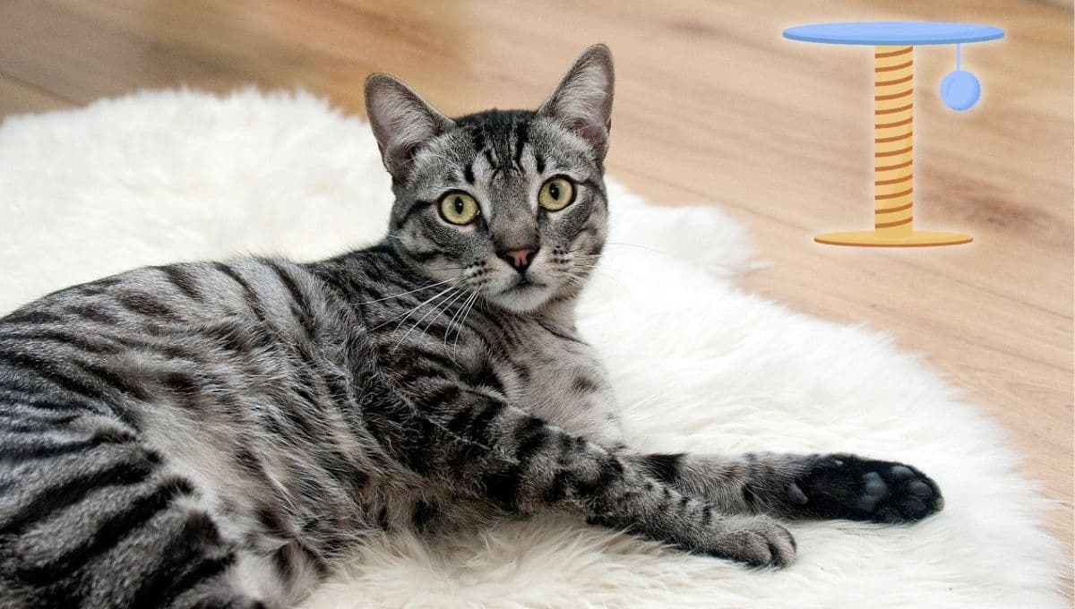 ¿Cómo hacer un rascador para gato casero con PVC? | Paso a paso