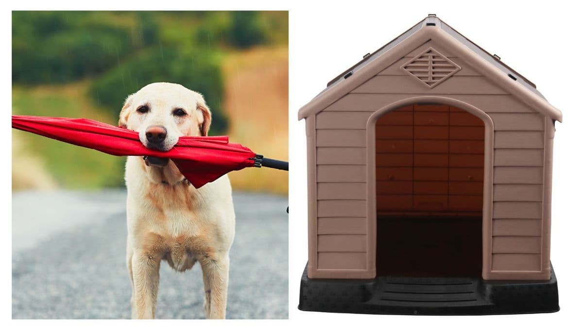 Liverpool pone en remate estas casitas para que tu perro no se moje