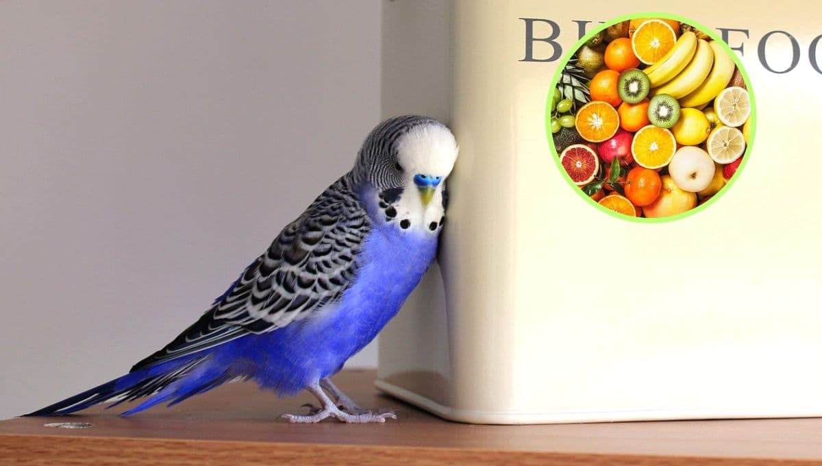 ¿Qué frutas comen los periquitos australianos?