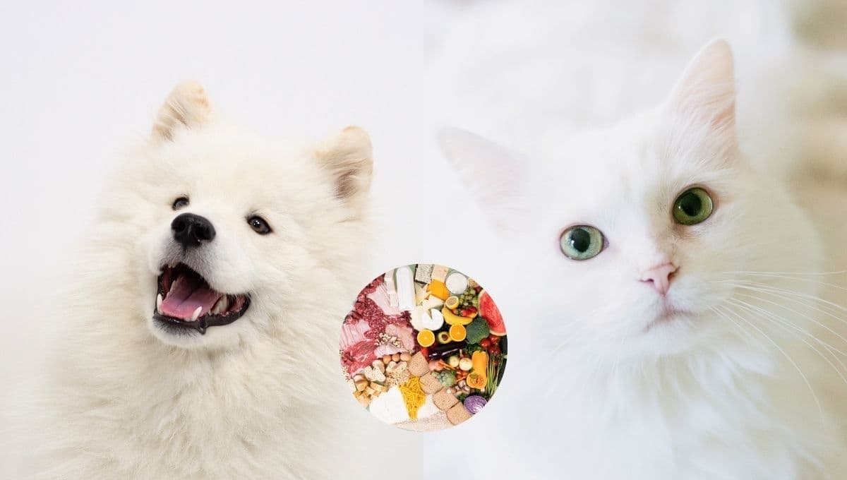 El alimento que si le das a tu perro o gato podría ser un grave error