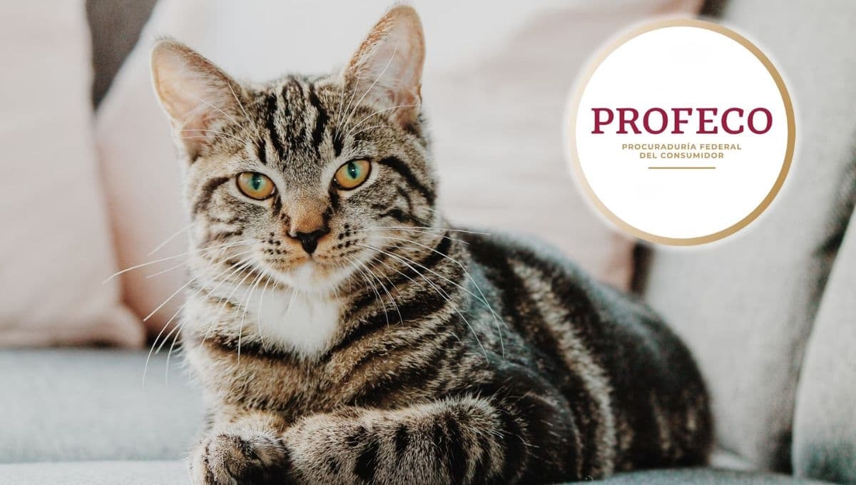 De la mejor a la peor: croquetas para tu gato, según Profeco