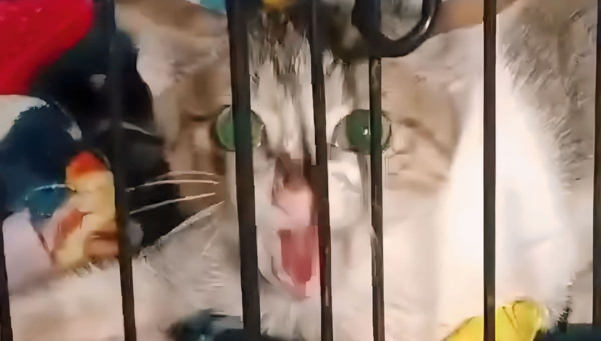 Detectan primer caso de rabia en más de 20 años en Campeche en un gato