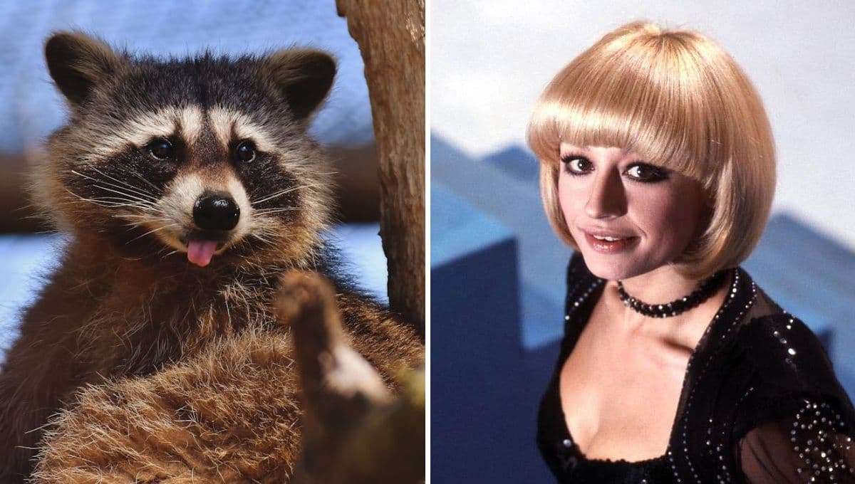 Revelan la identidad de "Pedro", quien inspiró el video del mapache