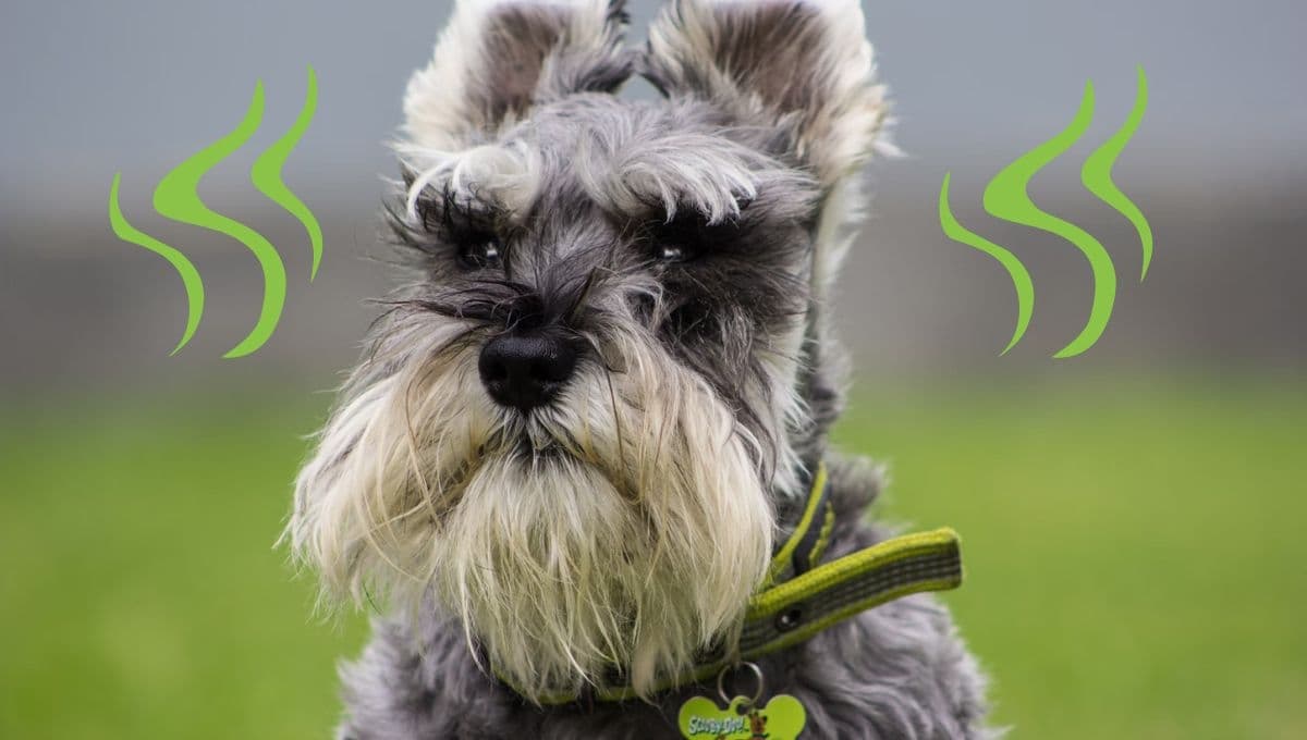 ¿Por qué mi perro Schnauzer huele mal?