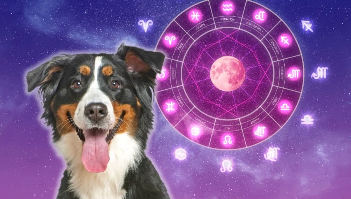 Horóscopo de tu perro: Las predicciones para tu mascota hoy viernes 19 de julio