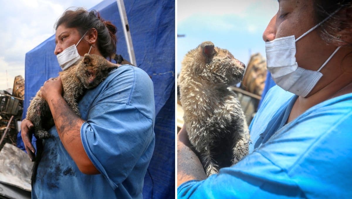 Mujer encuentra a su gato "Mazapán" tras incendio en su casa en Neza; pide ayuda