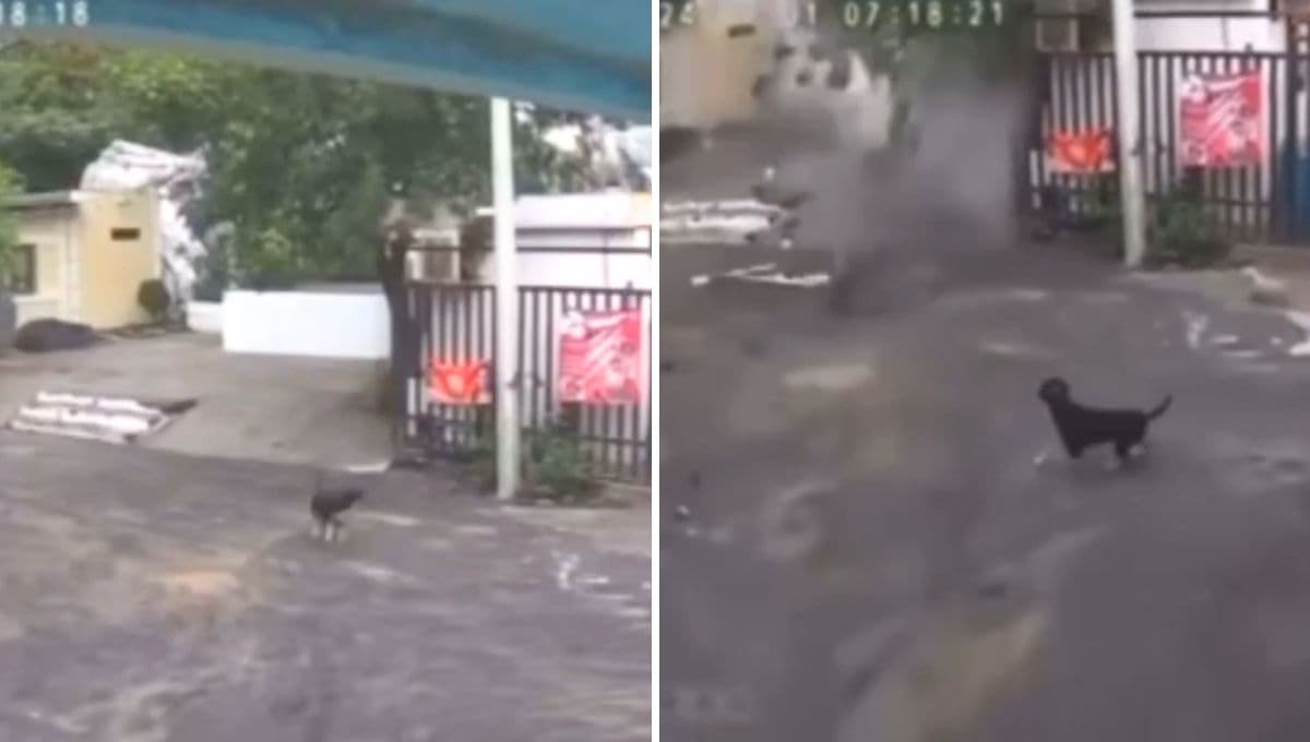 VIDEO: Perro salva la vida de su familia al evitar que fueran aplastados por piedras gigantes