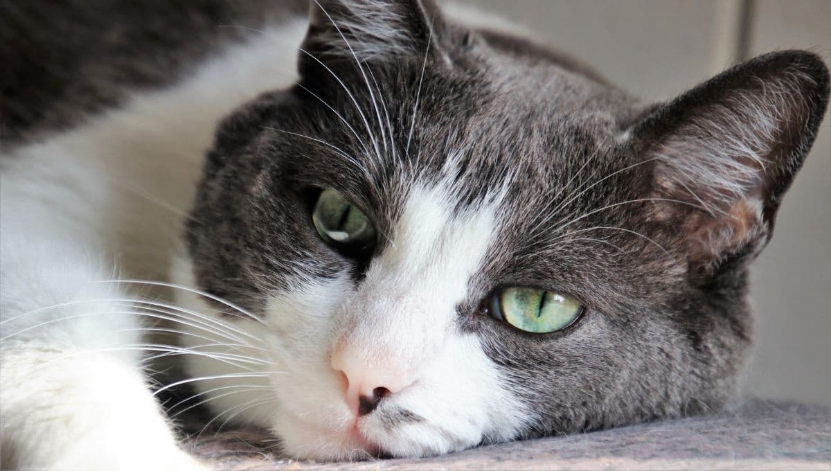 Las señales que debes tener en cuenta para cuidar la salud mental de tu gato