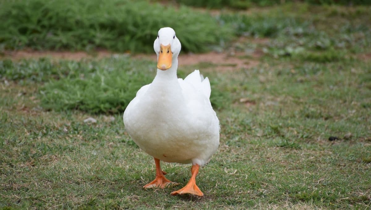 5 consejos para tener un pato como mascota