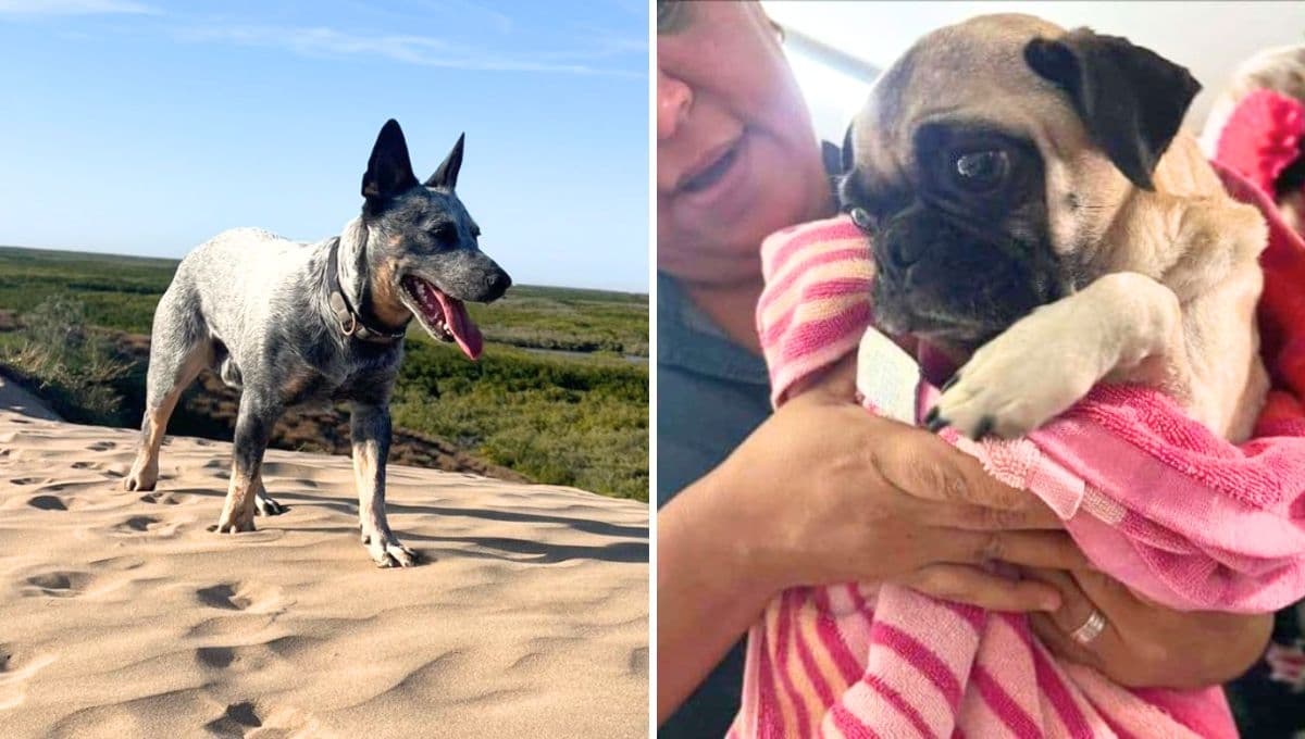 Conoce a Zeus, el perro que donó sangre para salvar la vida de un lomito en Los Mochis