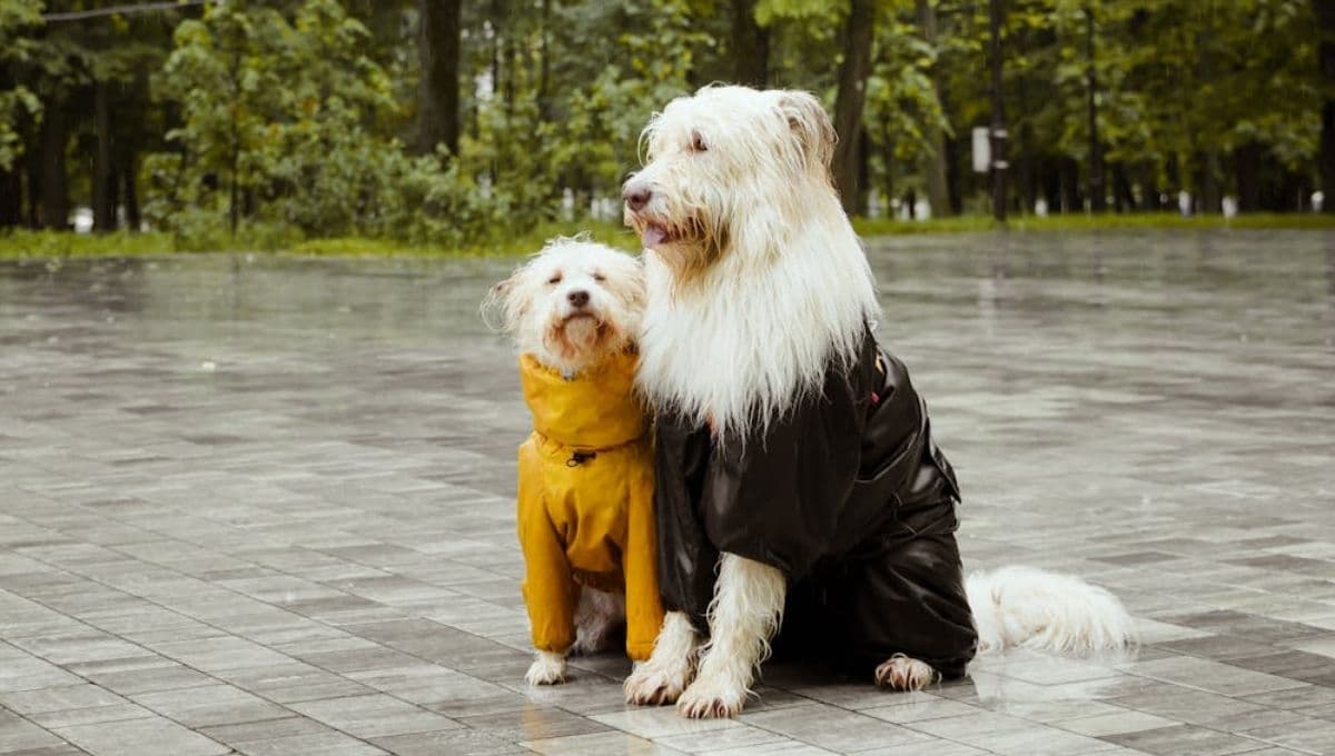 UNAM emite recomendaciones a seguir para cuidar a tu perro de las lluvias