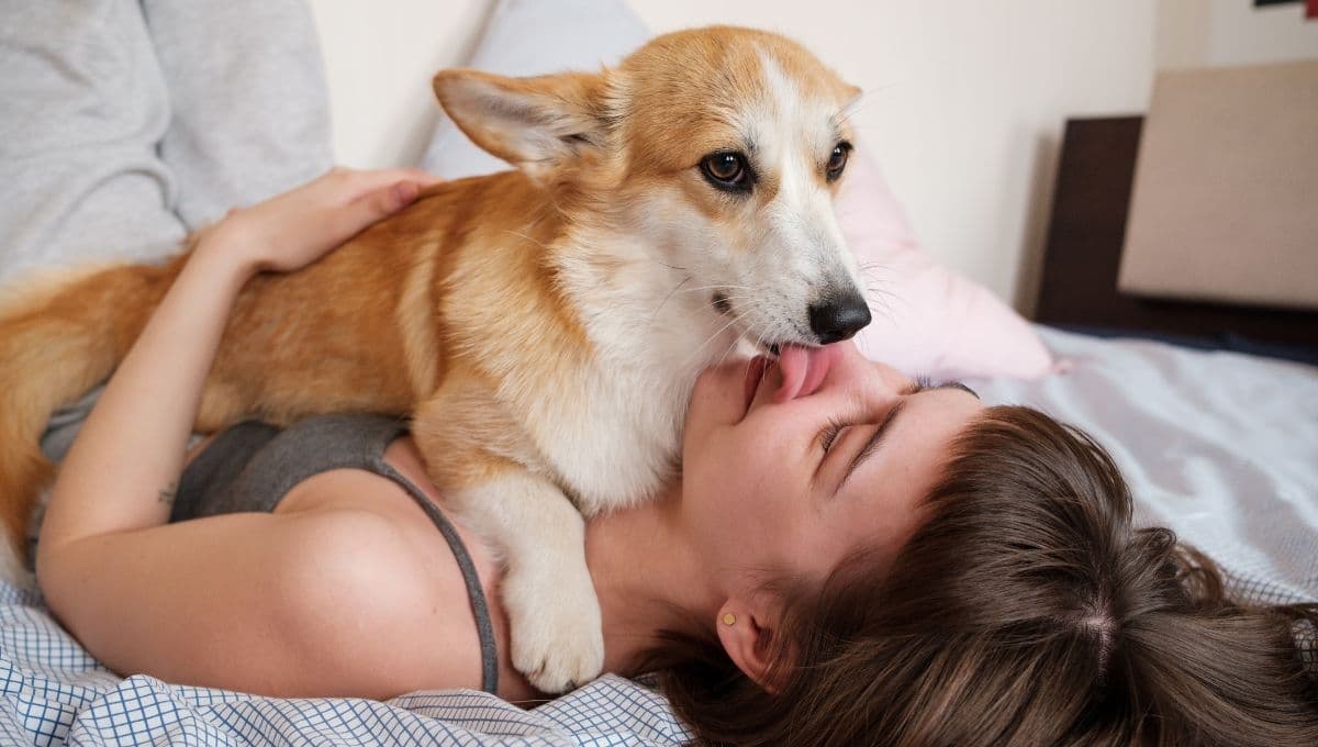 ¿Por qué mi perro me lame las orejas?
