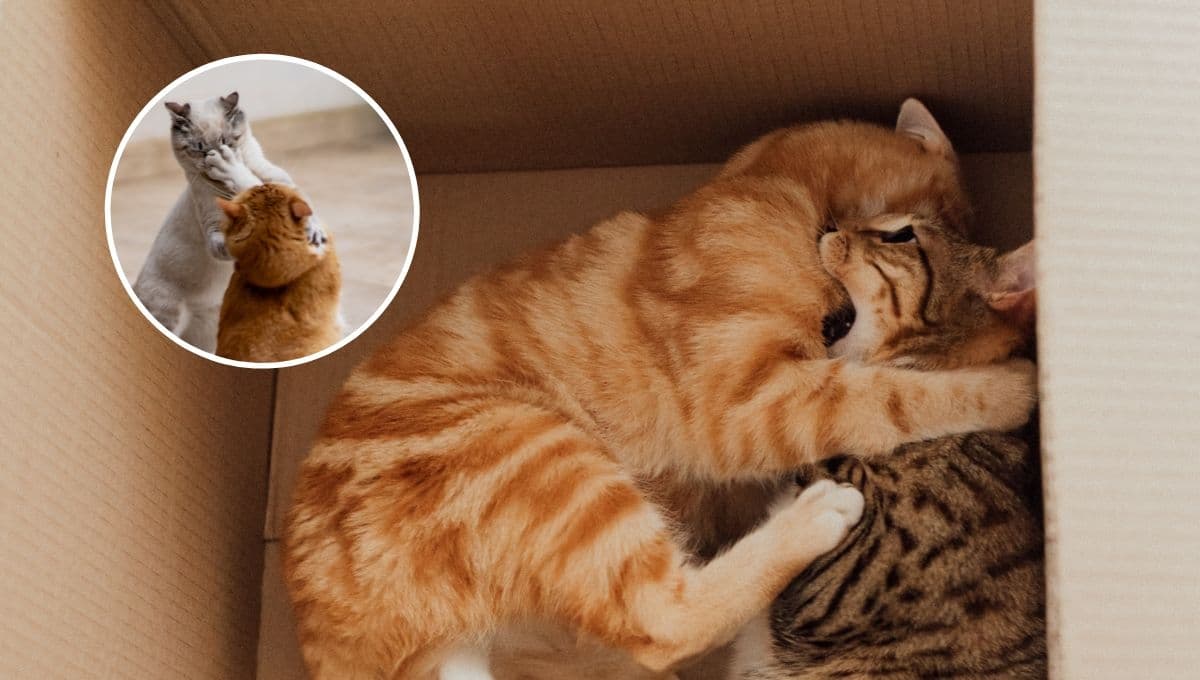 ¿Qué significa cuando un gato le pega a otro gato y cómo evitarlo?