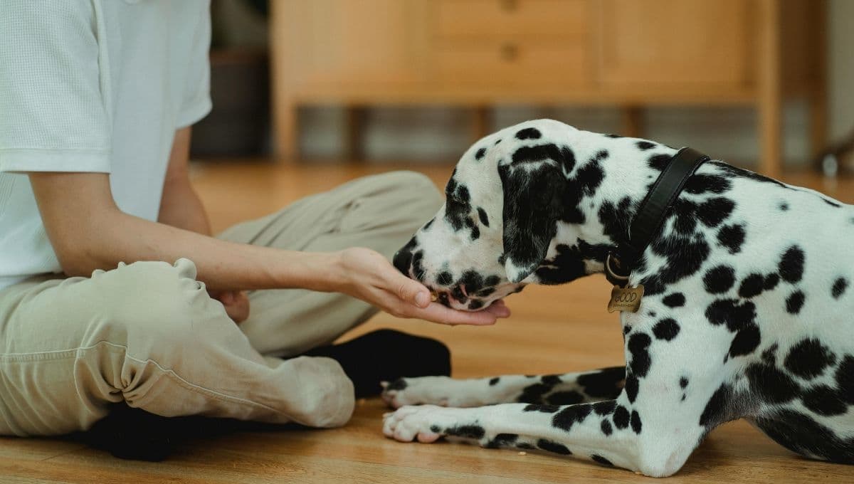 Royal Canin o Pro Plan: Elige las mejores croquetas para tu perro