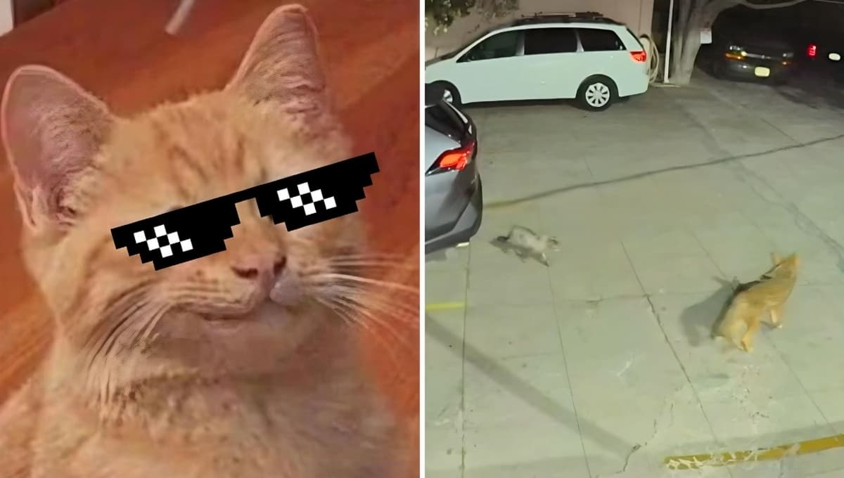 VIDEO: Gato se enfrenta a coyote para salvar su hogar