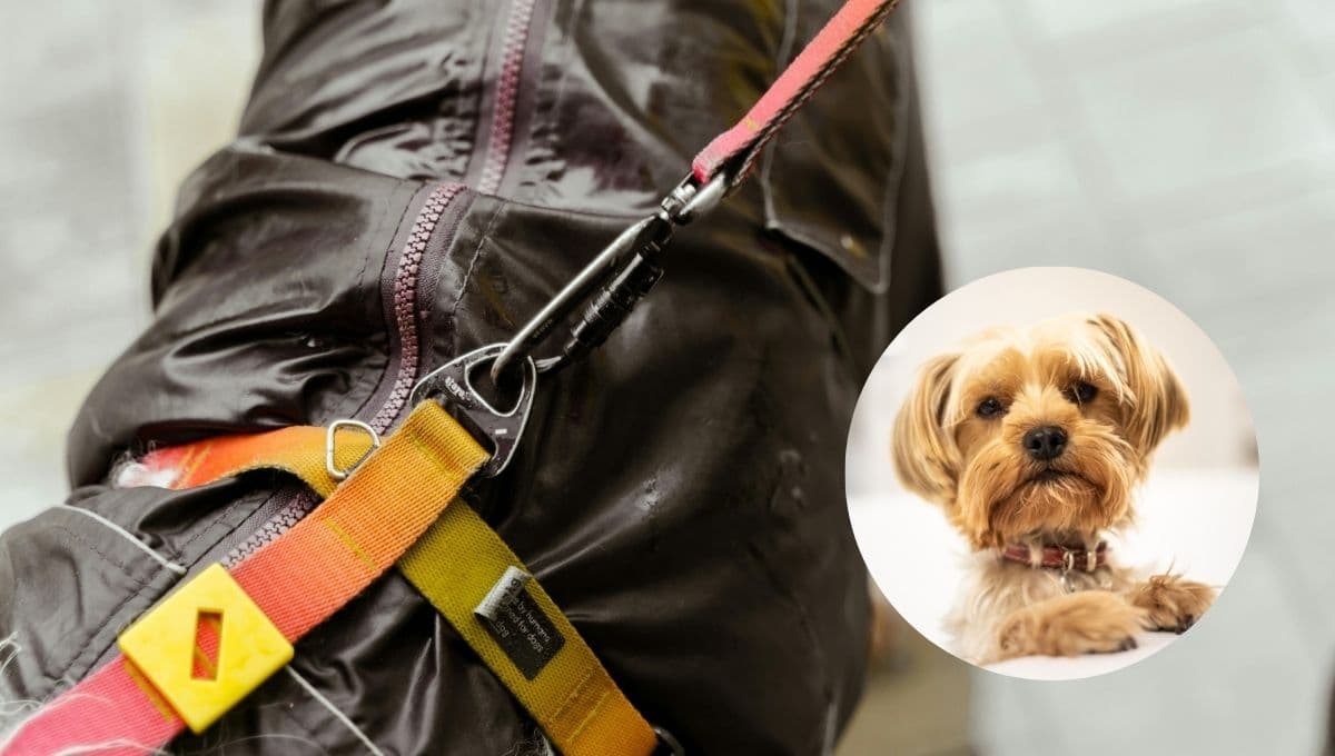 ¿Cómo hacer un impermeable para perro?